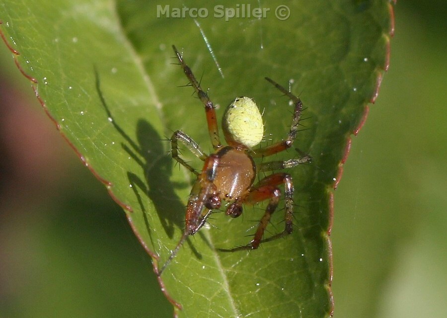 Araniella sp. - Vicenza (VI)